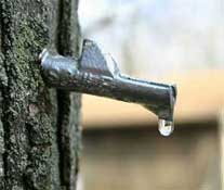 Sap Dripping from a Freshly Tapped Maple Tree