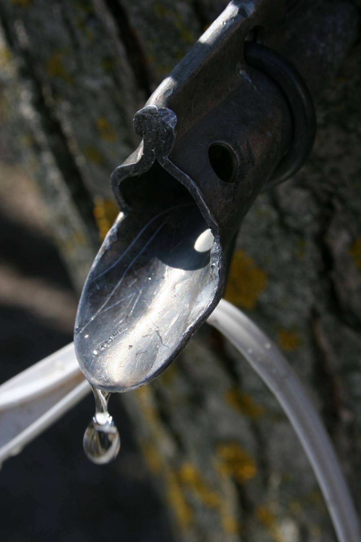 Close up of sap dripping from a tap